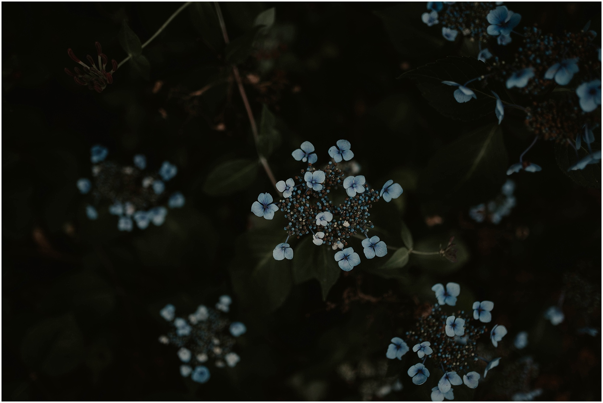 Backyard-Wedding, Wonderland-Wedding, Seattle-Wedding, Seattle-Wedding-Photographer, Bellingham-Wedding, Bellingham-Wedding-Photos, Garden-Wedding, DIY-Wedding, DIY-Garden-Wedding, Floral-Wedding, Floral-Wedding-Dress, Colorful-Wedding, Bellingham-Wedding-Photographer, 