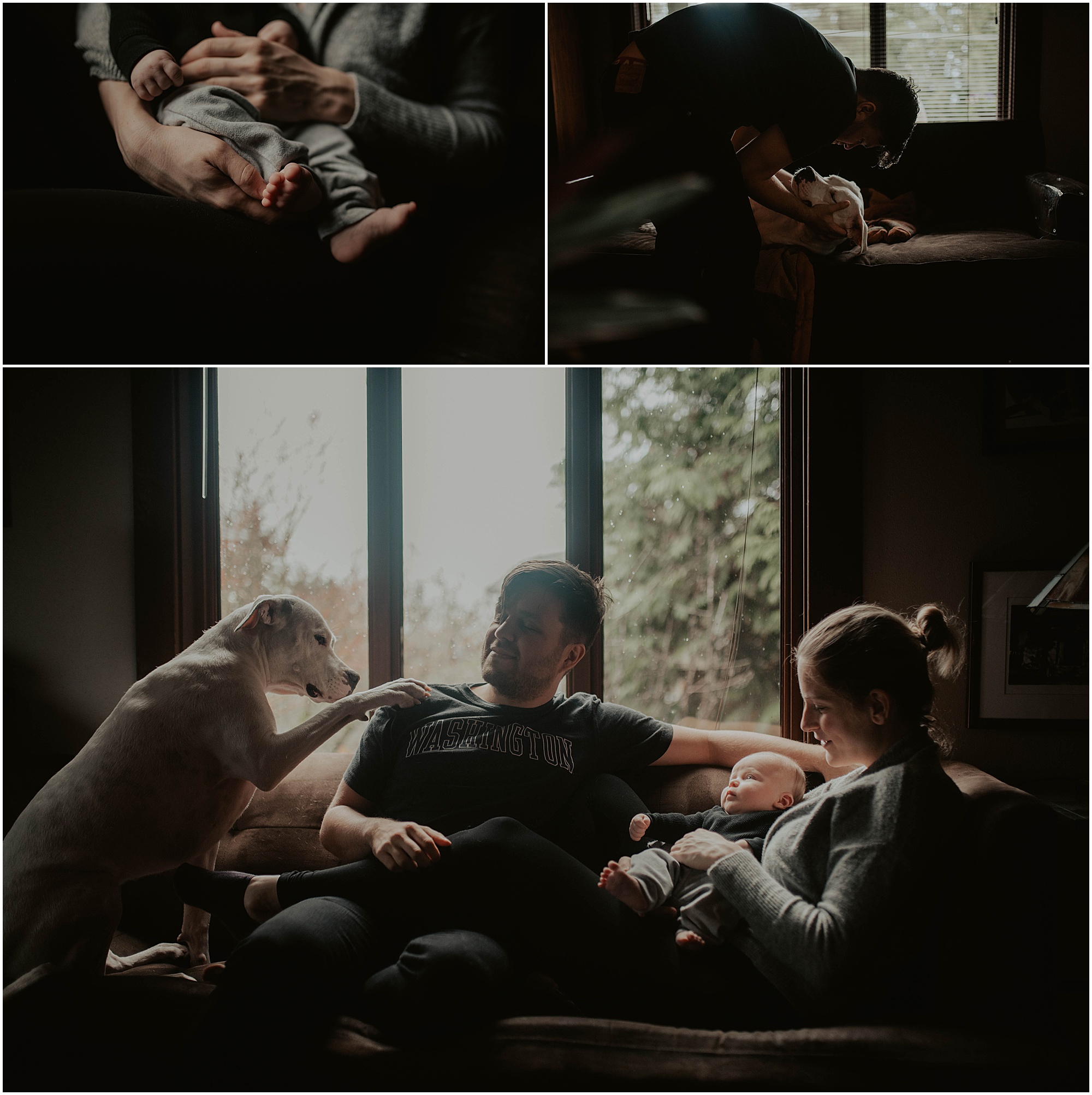 in-home-session, wallingford, wallingford-home, wallingford-seattle, lifestyle-session, newborn-session, baby-and-dog, seattle-lifestyle-photographer, seattle-wedding-photographer, wedding-photographer, newborn-photos, newborn, newborn-photography, 