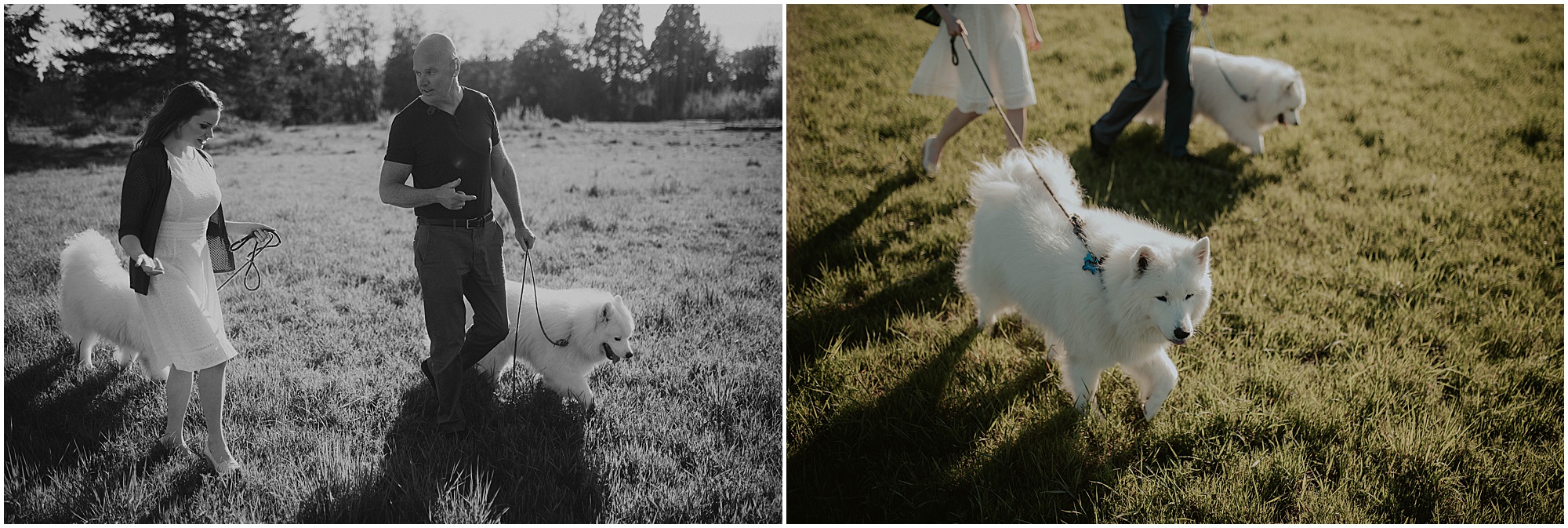 Seward-Park, Seattle-Engagement-photos, Engaged, Engagement-photos, Engagement-Session, Engagement-Photographer, Seattle-Wedding-Photographer, dog-session, Seattle-Intimate-Wedding, Seattle-Wedding, Wedding-Photos, Seattle-Wedding-Photos, outdoor-seattle-Wedding, samoyeds, samoyed-dogs, dog-engagement-photos, 