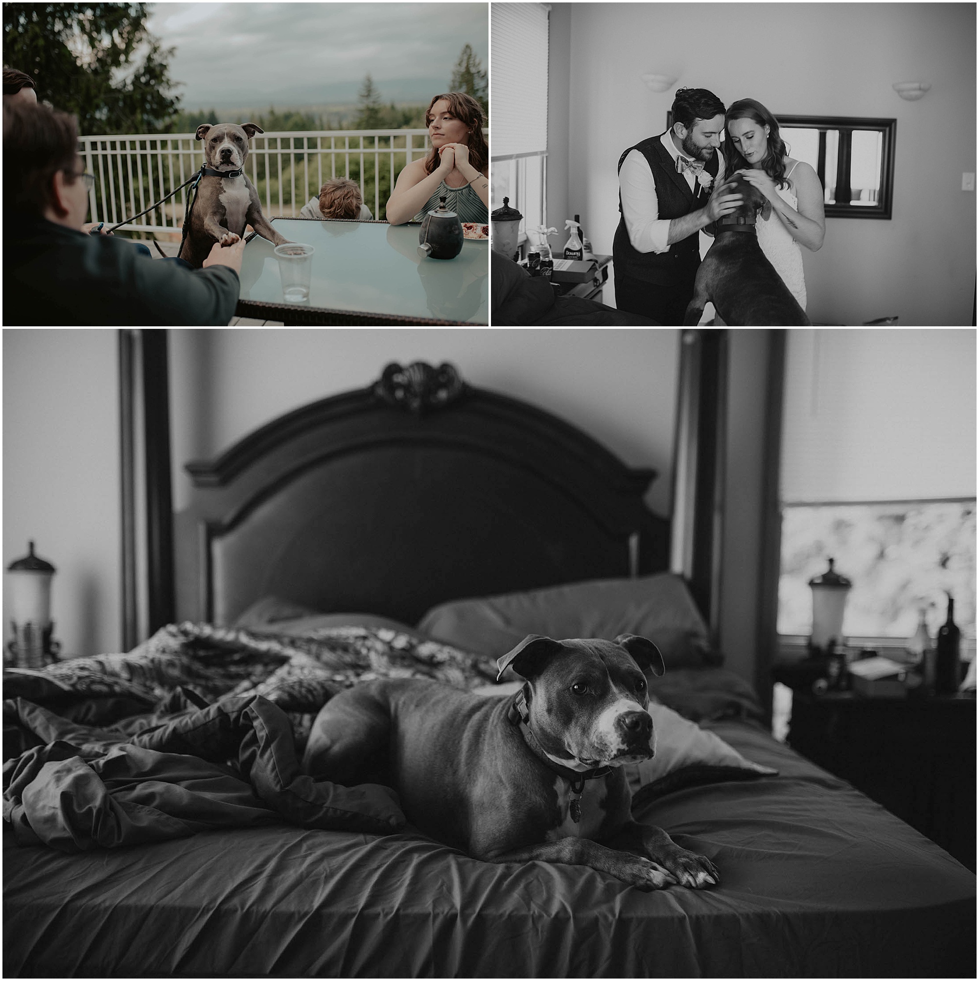 Forest-Wedding-Photos, Monroe-Wedding-Photos, Seattle-Wedding, Seattle-Wedding-Photographer, Outdoor-Wedding, Airbnb-Wedding-Photos, Washington-Wedding, DIY-Wedding, DIY-Outdoor-Wedding, Succulent-Wedding, Floral-Wedding, Mountain-Wedding, Colorado-Wedding, Washington-Wedding-Photographer, Adventure-Wedding, Hiking-Wedding, Hike-Wedding, Dog-Wedding,