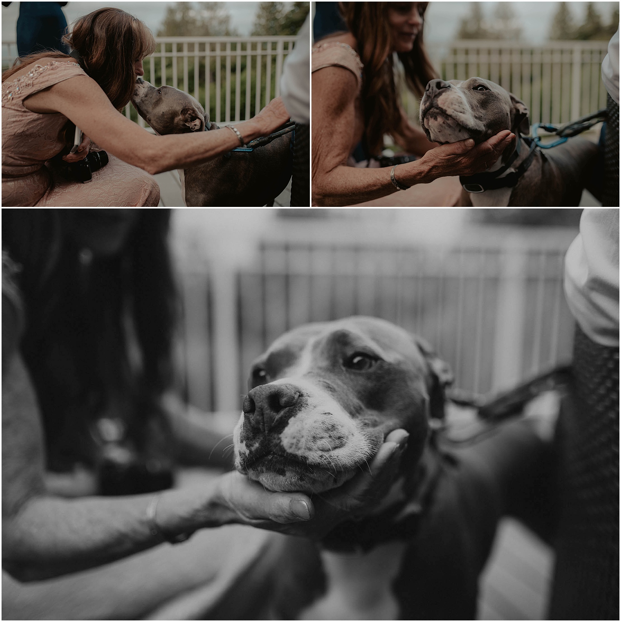 Forest-Wedding-Photos, Monroe-Wedding-Photos, Seattle-Wedding, Seattle-Wedding-Photographer, Outdoor-Wedding, Airbnb-Wedding-Photos, Washington-Wedding, DIY-Wedding, DIY-Outdoor-Wedding, Succulent-Wedding, Floral-Wedding, Mountain-Wedding, Colorado-Wedding, Washington-Wedding-Photographer, Adventure-Wedding, Hiking-Wedding, Hike-Wedding, Dog-Wedding,