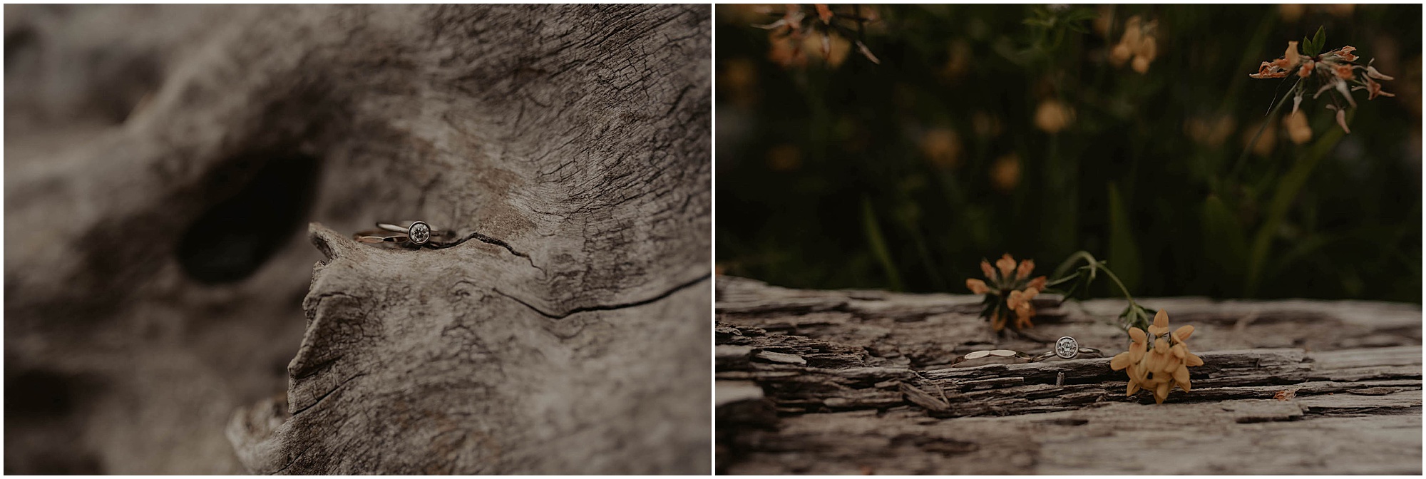 Olympic-National-Park, Snohomish-Wedding, Snohomish-Wedding-Photos, Tent-Wedding, Fourth-July-Wedding, Forest-Wedding-Photos, Olympic-National-Park-Wedding-Photos, Seattle-Wedding, Seattle-Wedding-Photographer, Outdoor-Wedding, Airbnb-Wedding-Photos, Washington-Wedding, Airbnb-Wedding, DIY-Outdoor-Wedding, Olympic-Park-Wedding, Lake-Wedding, Mountain-Wedding, Colorado-Wedding, Washington-Wedding-Photographer, Adventure-Wedding, Hiking-Wedding, Hike-Wedding, Dog-Wedding,