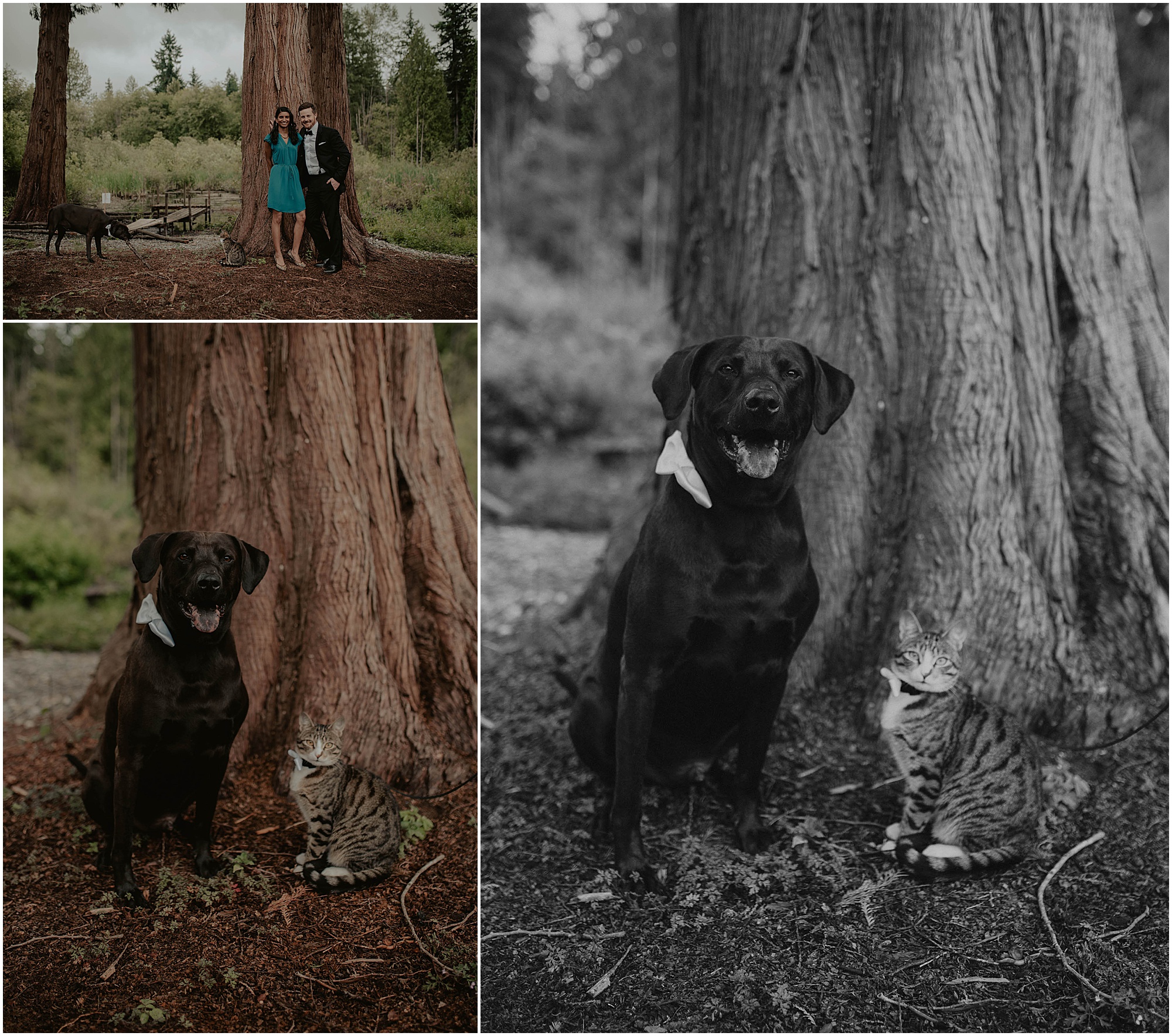 Elopement, Downtown-Shohomish, Courthouse-Elopement, Seattle-Wedding-Photos, Seattle-Wedding-Photographer, Snohomish-Seattle-Wedding-Photographer, Seattle-Elopement, Seattle-Elopement-Photography, Courthouse-Elopement-Photos, Kendra-K-Photo, Intimate-Seattle-Wedding, Courthouse-Wedding-photographer, Snohomish-Wedding, Snohomish-elopement, Everett-Courthouse-Wedding, Downtown-Everett-Courthouse, 