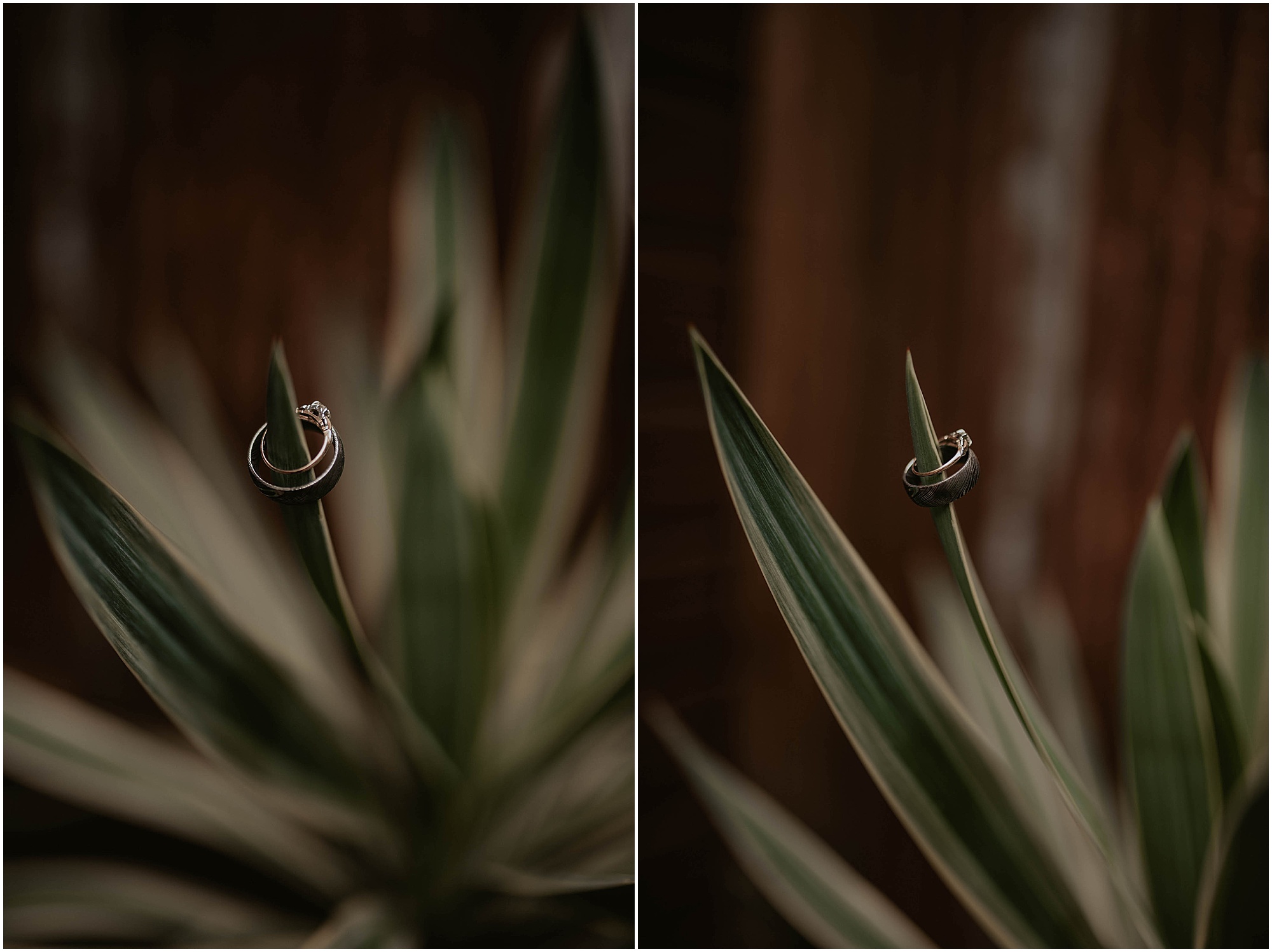 wedding rings on plants