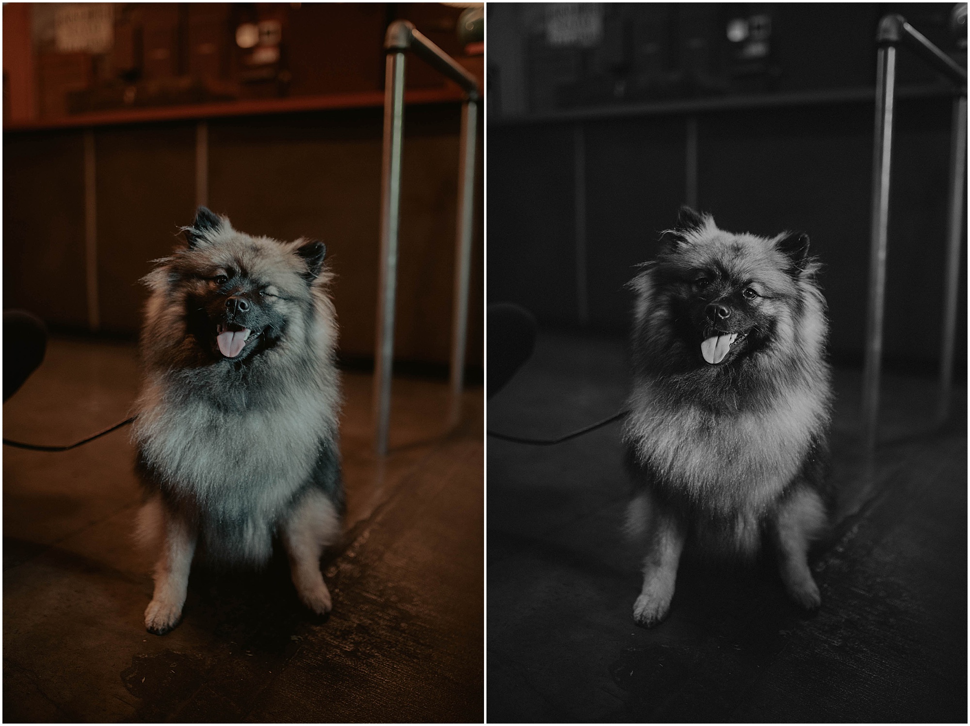 bride and groom's dog