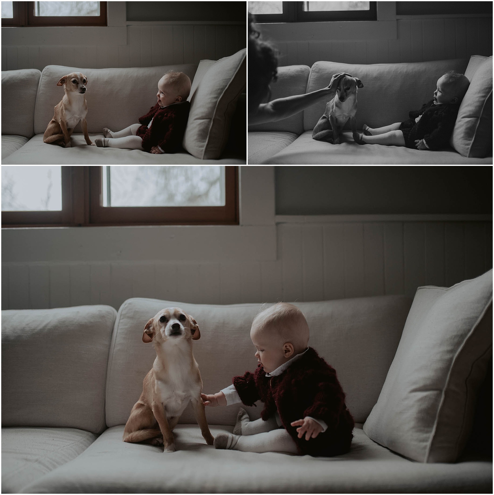 baby and a dog, family photos, west seattle, 